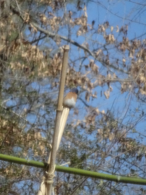 1st bluebird